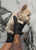 Azura , a female French Bulldog for sale in Oklahoma City, OK – 3 of 3