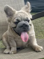 Stacy , a female French Bulldog for sale in Orlando, FL – Photo 2 of 4