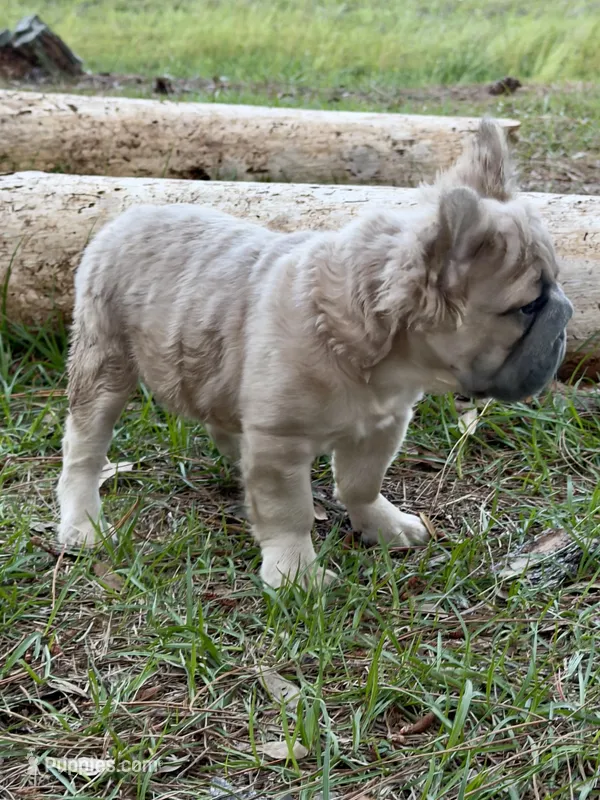 Stacy  – French Bulldog puppy for sale in Orlando, FL