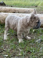 Stacy , a female French Bulldog for sale in Orlando, FL – Photo 1 of 4