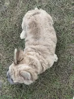 Stacy , a female French Bulldog for sale in Orlando, FL – Photo 4 of 4