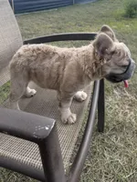 Stacy , a female French Bulldog for sale in Orlando, FL – Photo 3 of 4