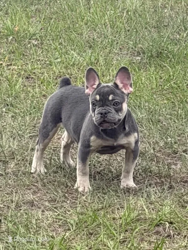 Cindy  – French Bulldog puppy for sale in Orlando, FL