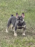 Cindy , a female French Bulldog for sale in Orlando, FL – Photo 1 of 4