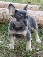 Cindy , a female French Bulldog for sale in Orlando, FL – Photo 3 of 4