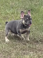 Cindy , a female French Bulldog for sale in Orlando, FL – Photo 2 of 4