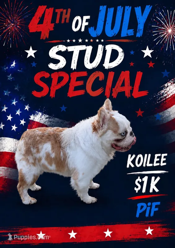 KoiLee Stud   – French Bulldog puppy for sale in San Antonio, TX
