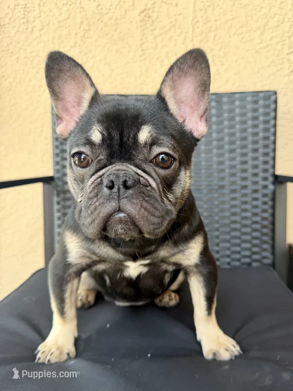 Nany – French Bulldog puppy for sale in Florida City, FL
