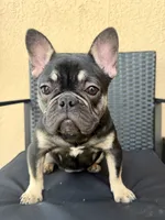 Nany, a female French Bulldog for sale in Orlando, FL – 1 of 4