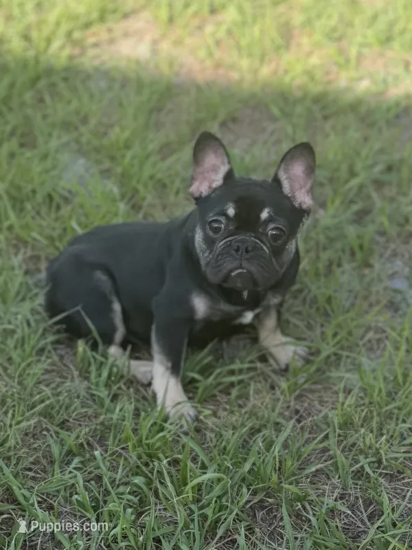 Nany – French Bulldog puppy for sale in Jacksonville, FL