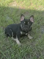 Nany, a female French Bulldog for sale in Jacksonville, FL – 1 of 6