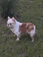 KoiLee Stud  , a male French Bulldog for sale in Oklahoma City, OK – 1 of 4