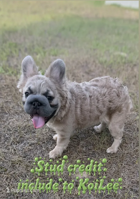Stacy  – French Bulldog puppy for sale in Florida City, FL