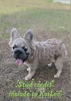 Stacy , a female French Bulldog for sale in Nashville, TN – 2 of 5