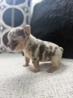 Mía , a female French Bulldog for sale in Dallas, TX – 3 of 5