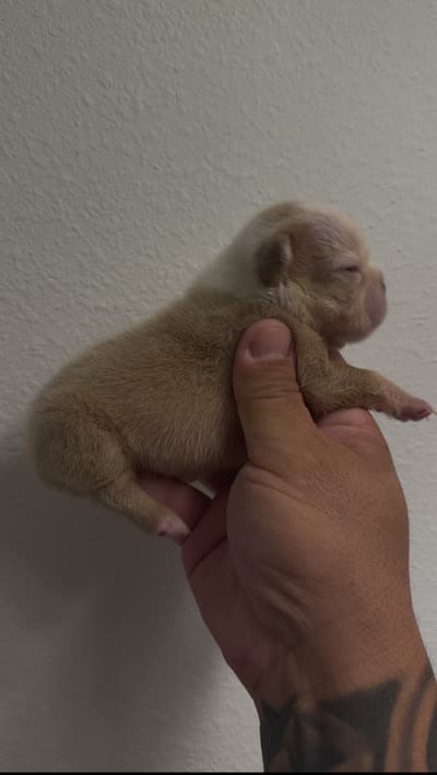 Female Husky , a female French Bulldog for sale in Oklahoma City, OK – 4 of 4