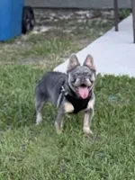Bella , a female French Bulldog for sale in Georgetown, GA – 1 of 5