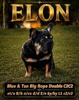 ElLON , a male French Bulldog for sale in Oklahoma City, OK – 2 of 2