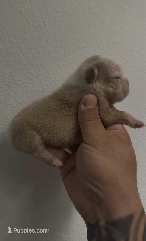 Female Husky  – French Bulldog puppy for sale in Oklahoma City, OK