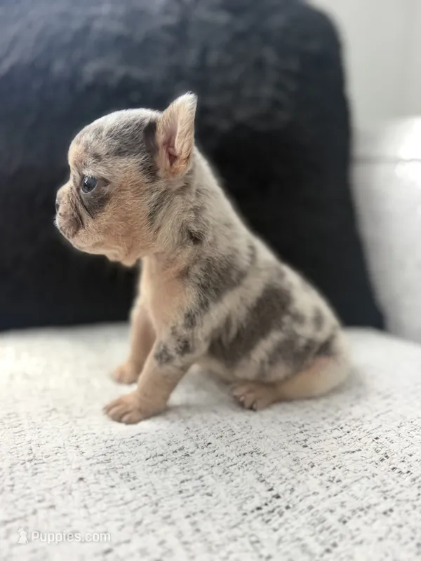 Mía  – French Bulldog puppy for sale in Dallas, TX