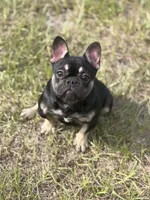 Nany, a female French Bulldog for sale in Nashville, TN – 5 of 5