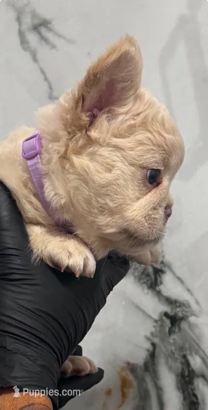 Azura  – French Bulldog puppy for sale in Oklahoma City, OK