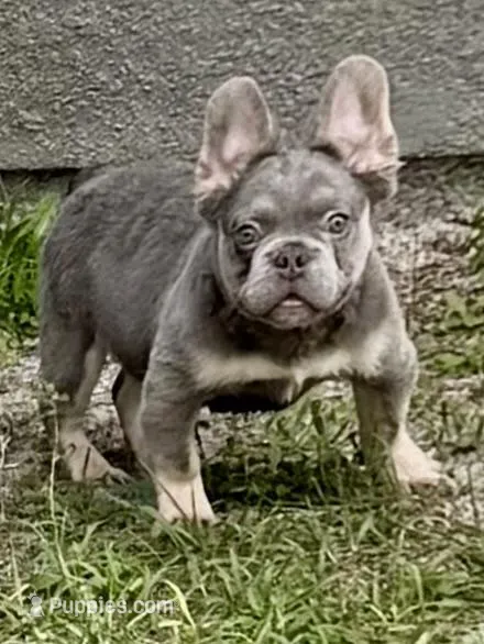 Bella , a female French Bulldog for sale in Orlando, FL – Photo 1 of 4