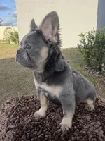 Bella , a female French Bulldog for sale in Florida City, FL – Photo 4 of 5