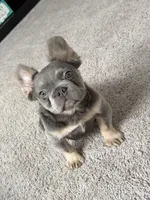 Bella , a female French Bulldog for sale in Orlando, FL – Photo 3 of 4