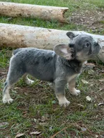 Bella , a female French Bulldog for sale in Orlando, FL – Photo 4 of 4