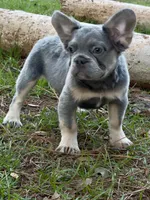 Bella , a female French Bulldog for sale in Orlando, FL – Photo 2 of 4