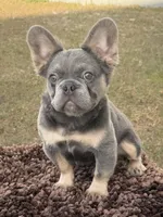 Bella , a female French Bulldog for sale in Florida City, FL – Photo 5 of 5