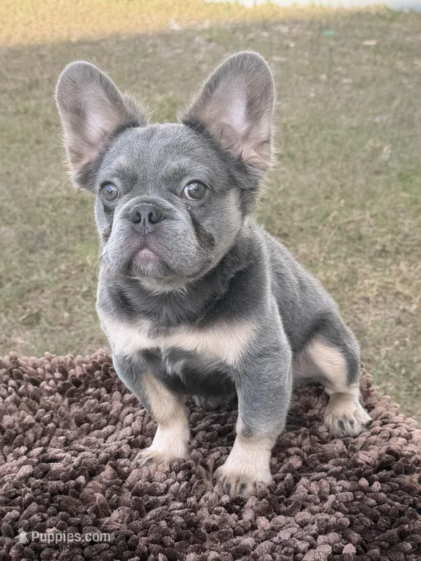 Bella  – French Bulldog puppy for sale in Florida City, FL