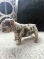Mía , a female French Bulldog for sale in Dallas, TX – 4 of 5