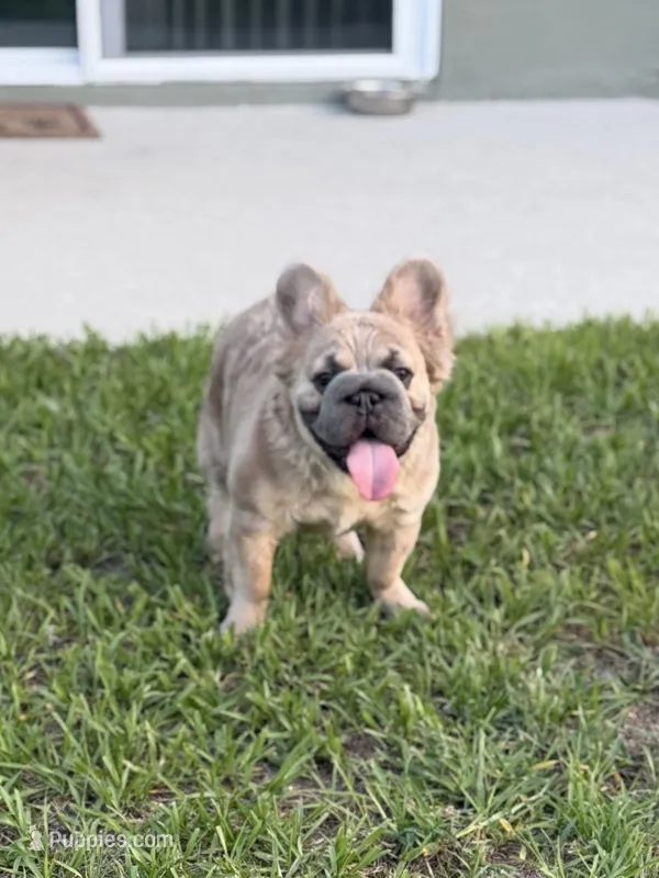 Stacy  – French Bulldog puppy for sale in Nashville, TN