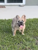 Stacy , a female French Bulldog for sale in Nashville, TN – 1 of 5