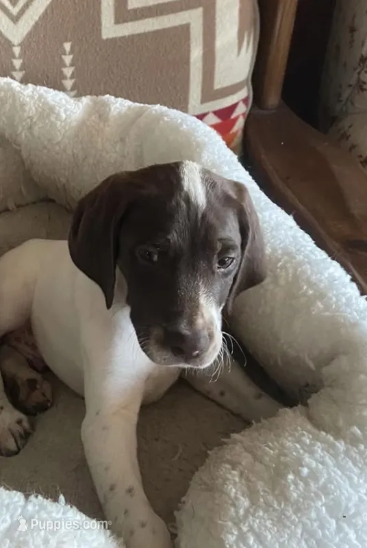 German Shorthair puppy – German Shorthaired Pointer puppy for sale in Federal Dam, MN