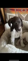 German Shorthair puppy, a male German Shorthaired Pointer for sale in Federal Dam, MN – 2 of 2