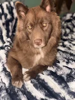Odin, a male Siberian Husky for sale in Tilton, IL – 4 of 6