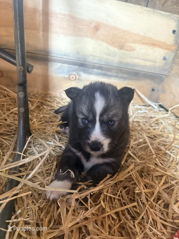 Badger, a male Siberian Husky for sale in Tilton, IL – 1 of 6