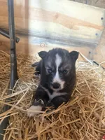 Badger, a male Siberian Husky for sale in Tilton, IL – 1 of 6