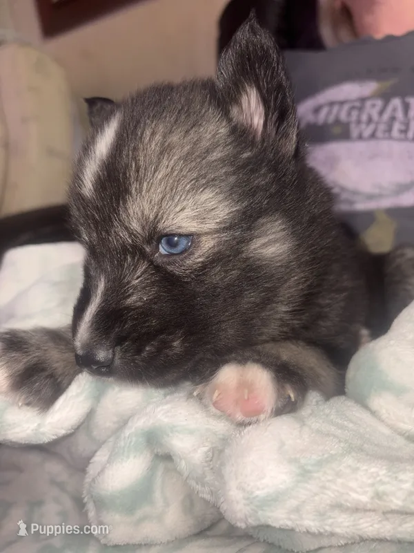 Charlie – Siberian Husky puppy for sale in Tilton, IL