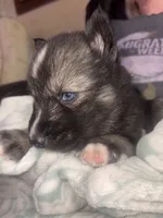 Charlie, a male Siberian Husky for sale in Tilton, IL – 1 of 6