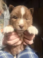 Zeke, a male Siberian Husky for sale in Tilton, IL – 1 of 5