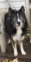 Charlie, a male Siberian Husky for sale in Tilton, IL – 4 of 6