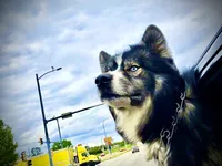 Charlie, a male Siberian Husky for sale in Tilton, IL – 3 of 6