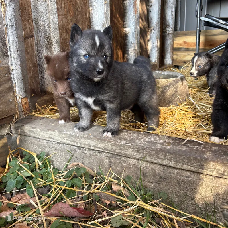Charlie – Siberian Husky puppy for sale in Tilton, IL