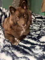 Sebastian , a male Siberian Husky for sale in Tilton, IL – 4 of 6
