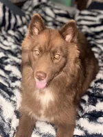 Zeke, a male Siberian Husky for sale in Tilton, IL – 3 of 5