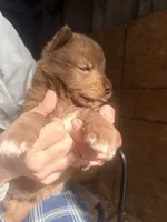 Maple, a female Siberian Husky for sale in Tilton, IL – 3 of 5